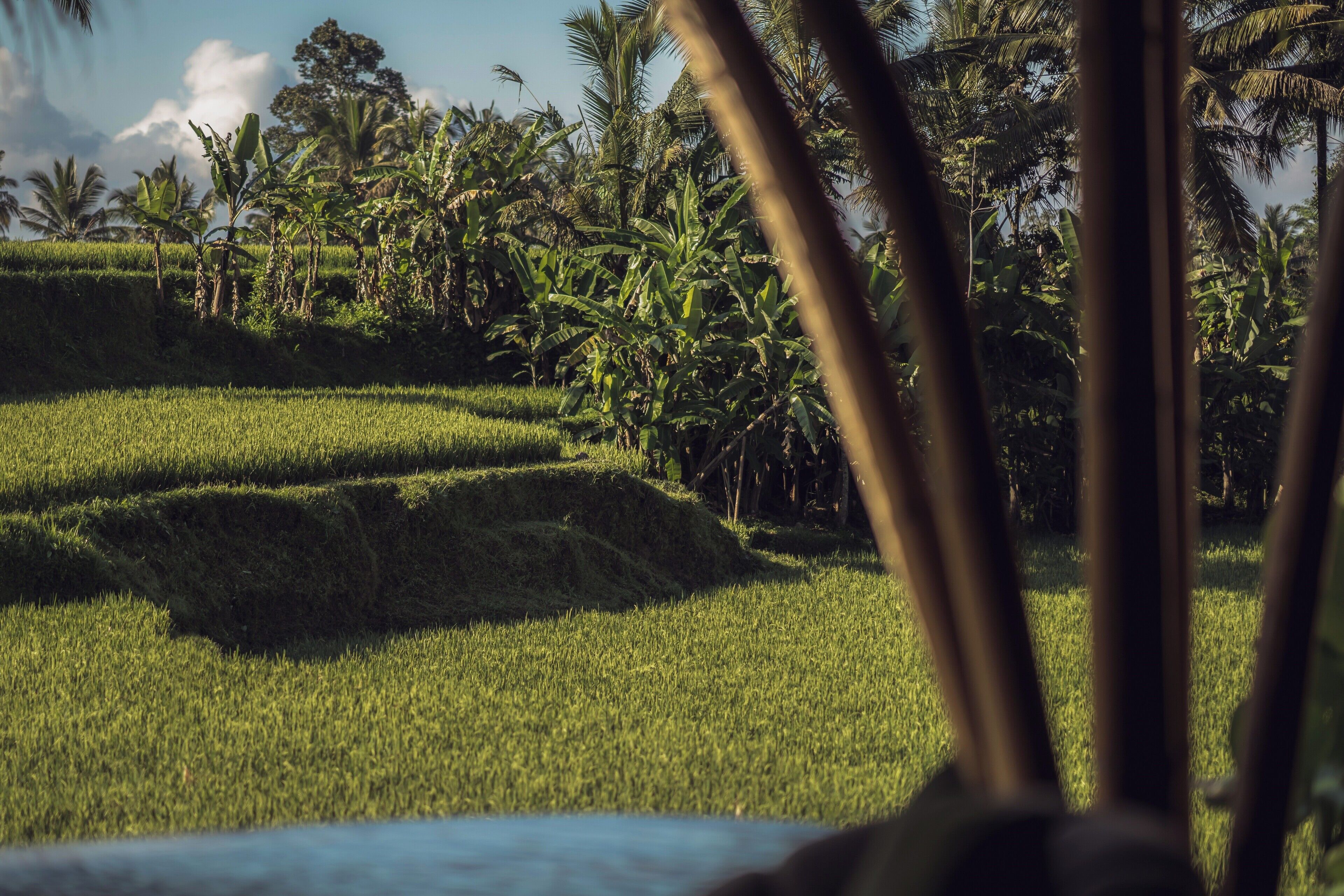 A view of a lush green field with palm trees and a clear sky.