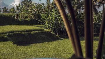 A view of a lush green field with palm trees and a clear sky.
