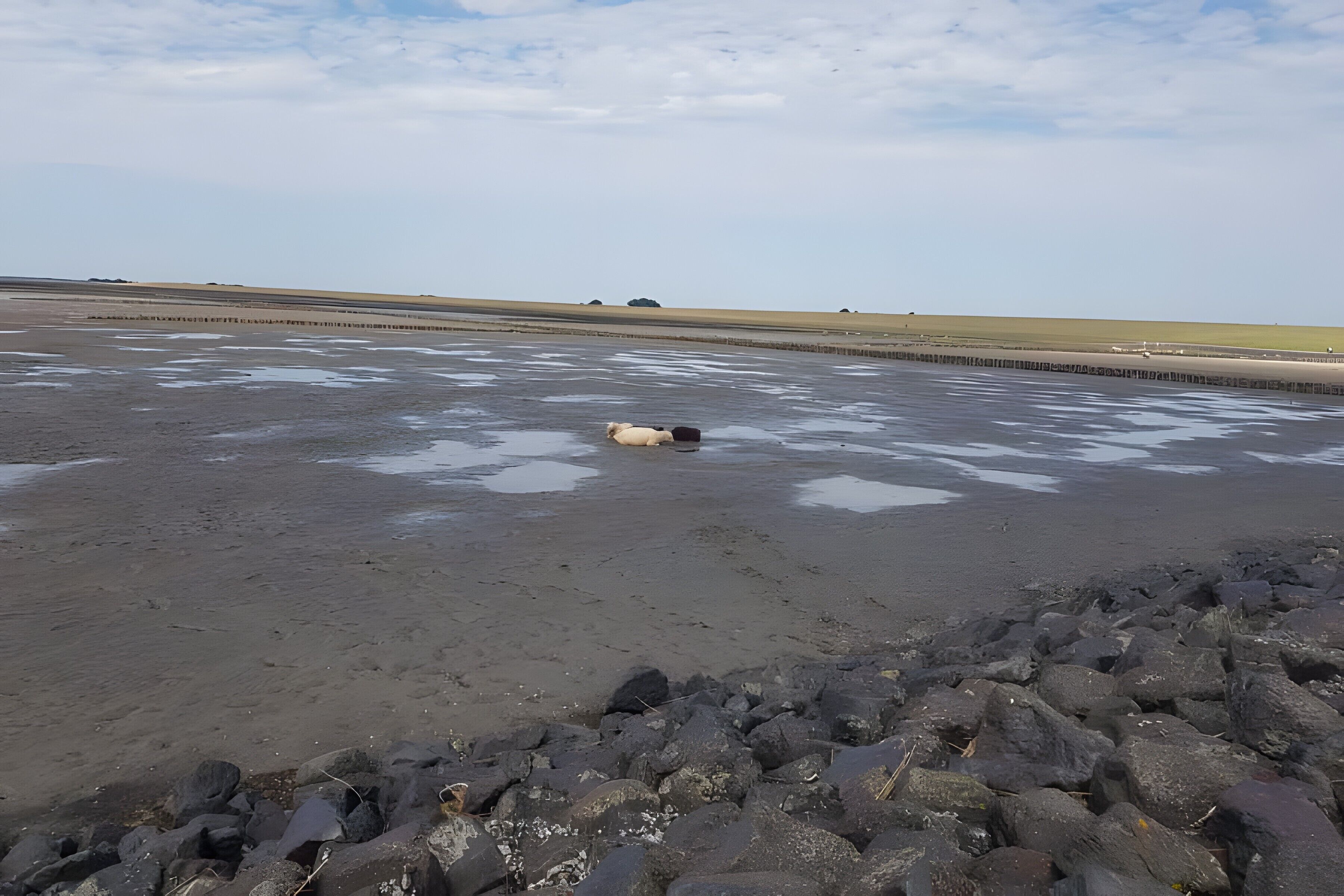 En strand med en ko som ligger på den våta sanden, omgiven av stenar och ett staket en bit bort.