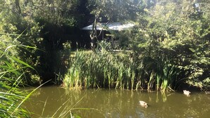 A pond surrounded by dense vegetation and a structure in the background.