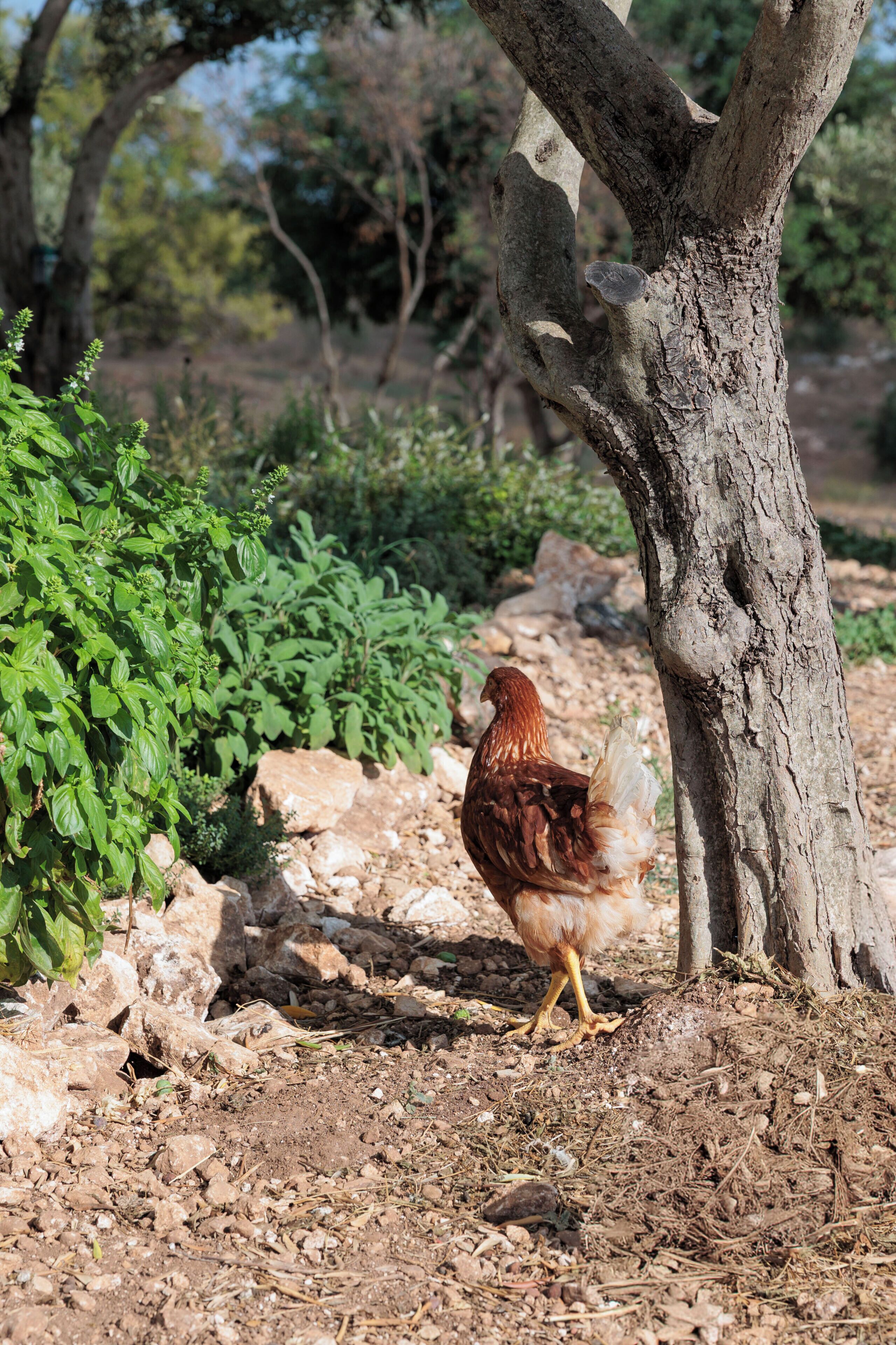 A chicken near a tree in a natural setting.