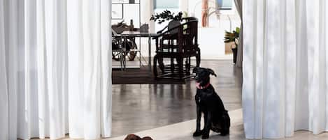 Pet-friendly