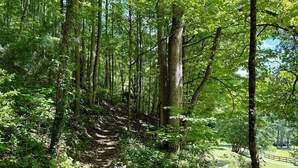 A forested path with tall trees and a grassy area in the background.