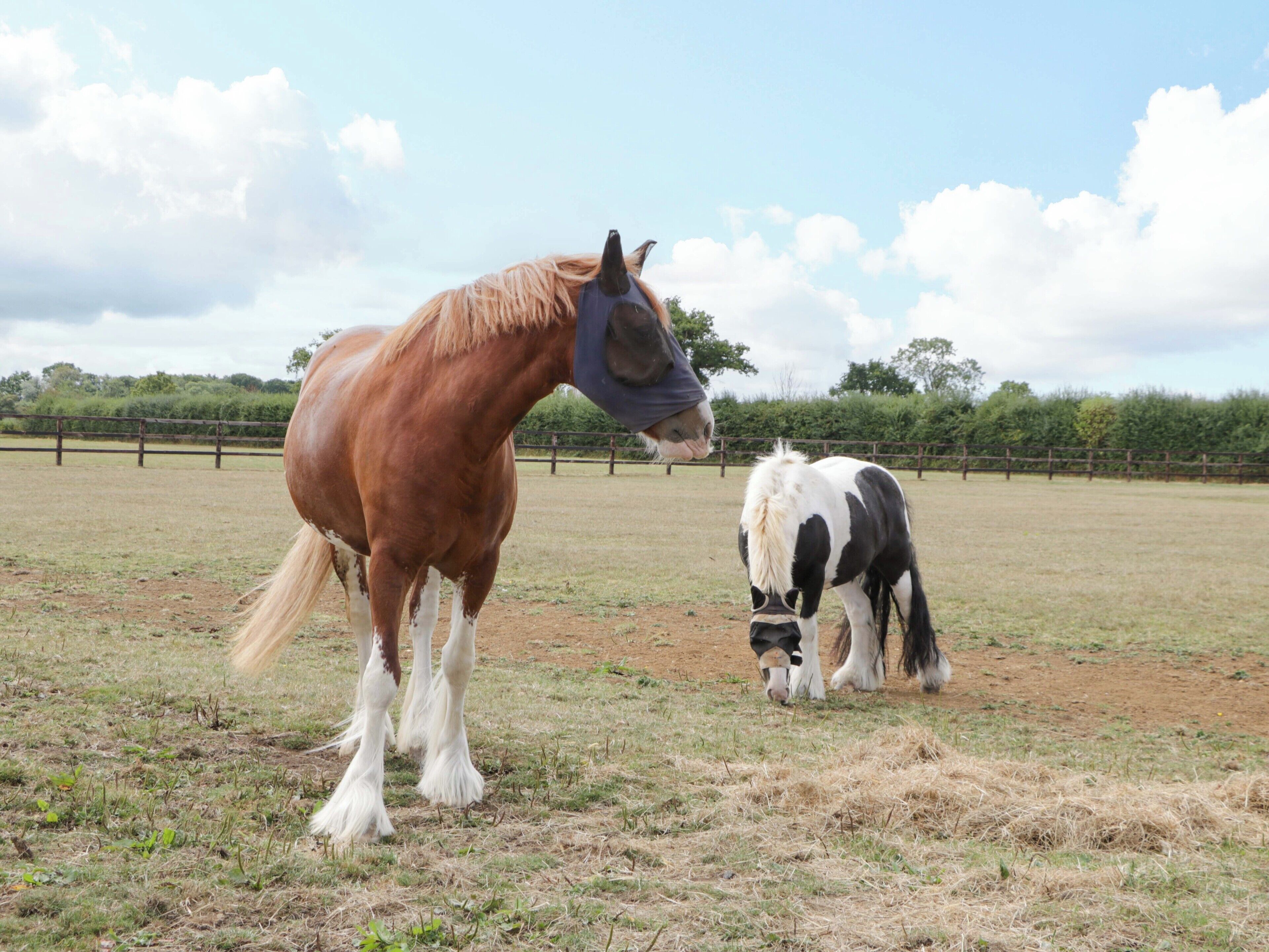 Two horses in an open field with a wooden fence in the background.