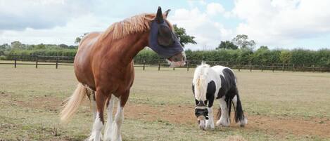 Two horses in an open field with a wooden fence in the background.