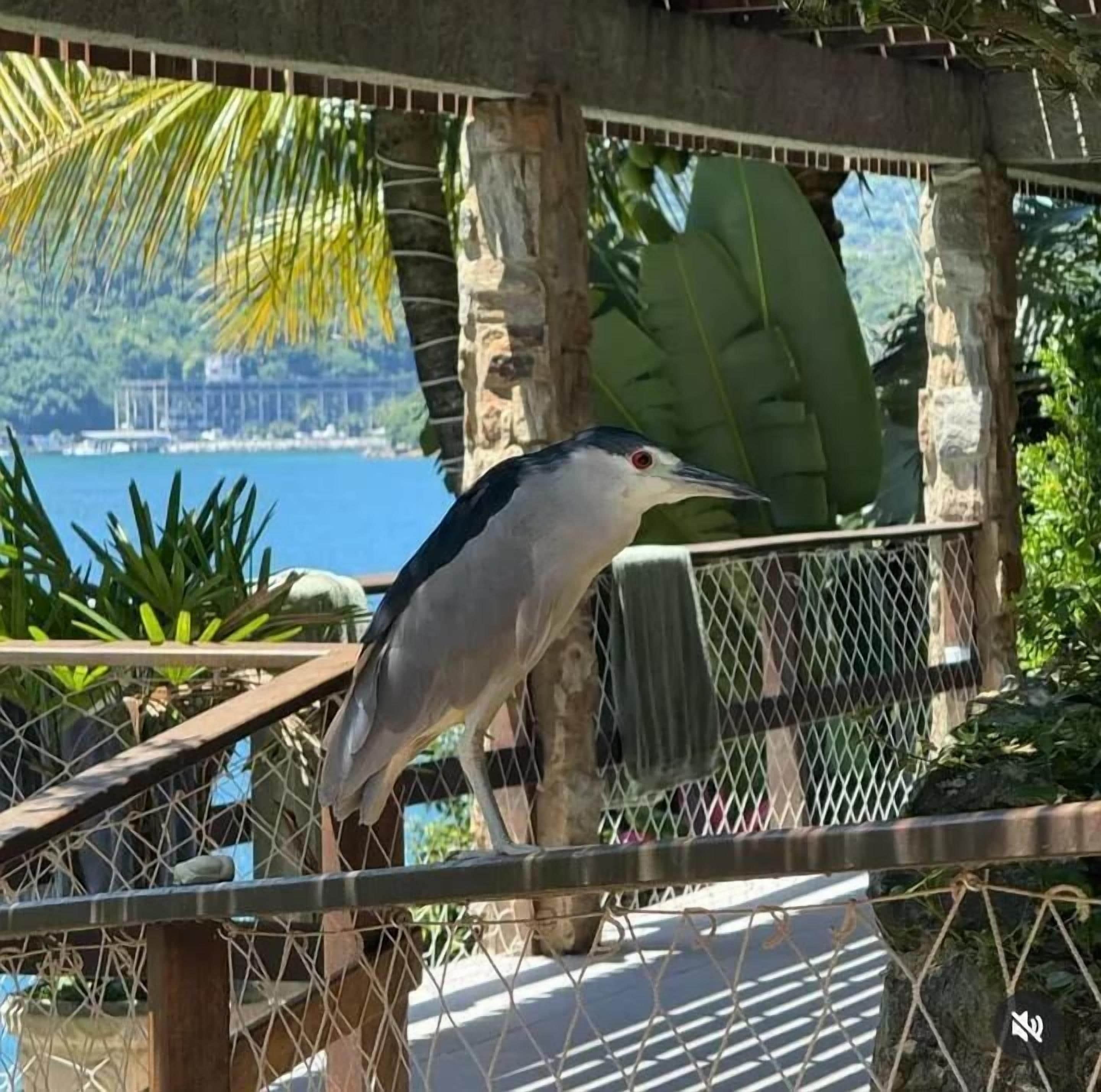 A bird perched on a railing overlooking a body of water with a view of a distant shoreline and greenery.