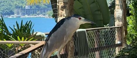 A bird perched on a railing overlooking a body of water with a view of a distant shoreline and greenery.