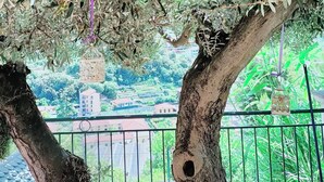 A tree with hanging lanterns and a balcony railing. - "Casa Roque" Detached House with Ocean View + Parking Included (Vallecrosia)