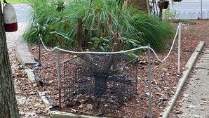 Een omheind tuintje met een kleine boom, een vogelvoerder en een metalen constructie.