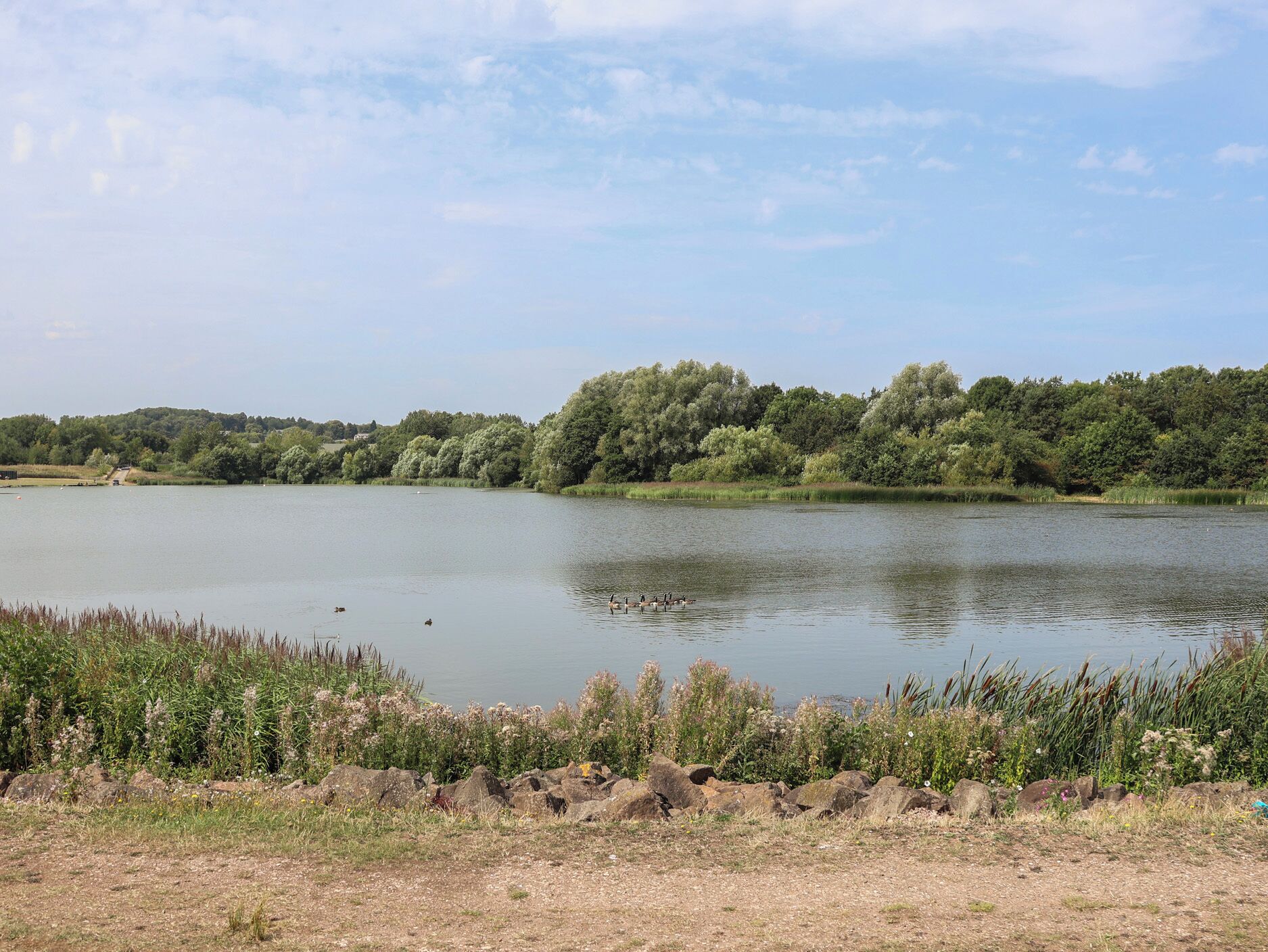 Un lago tranquillo con una riva boscosa e cielo sereno.