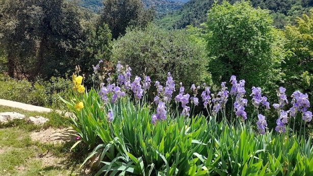 Ein Garten mit violetten Blumen und Blick auf eine hügelige Landschaft.