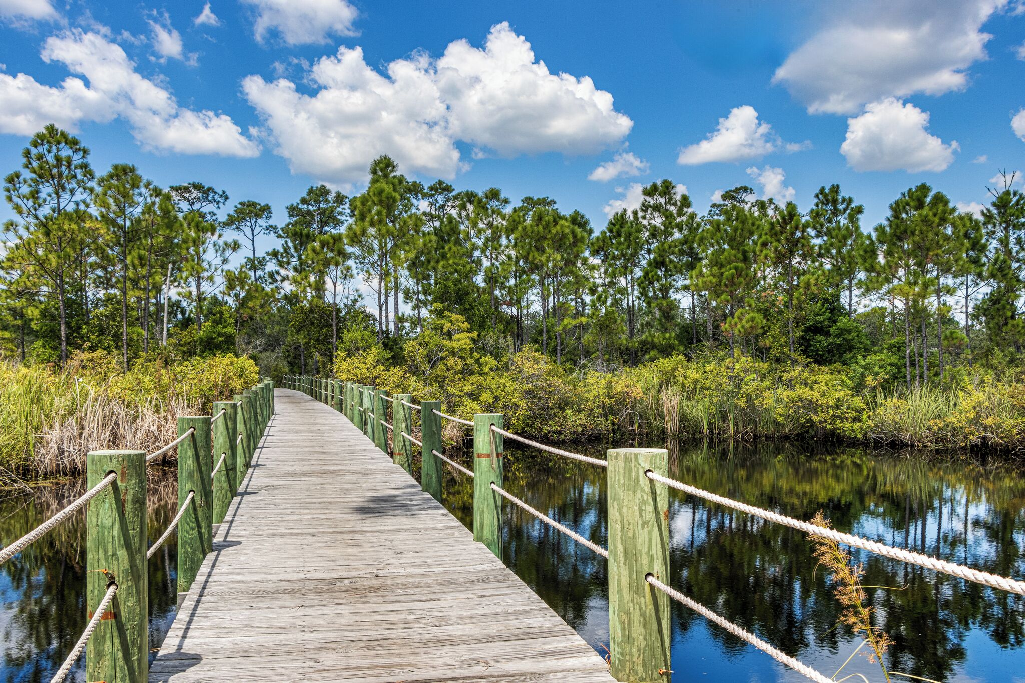 A wooden boardwalk leading through a forested area with a clear sky above.