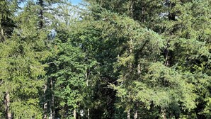 A forested area with a paved path and a wooden fence. - Welcome to “The Pines” at The Cedars (Cultus Lake)