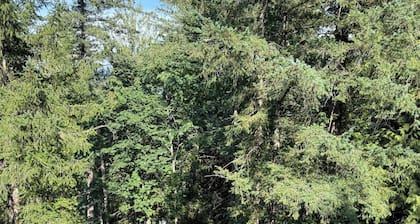 Welcome to âThe Pinesâ at The Cedars