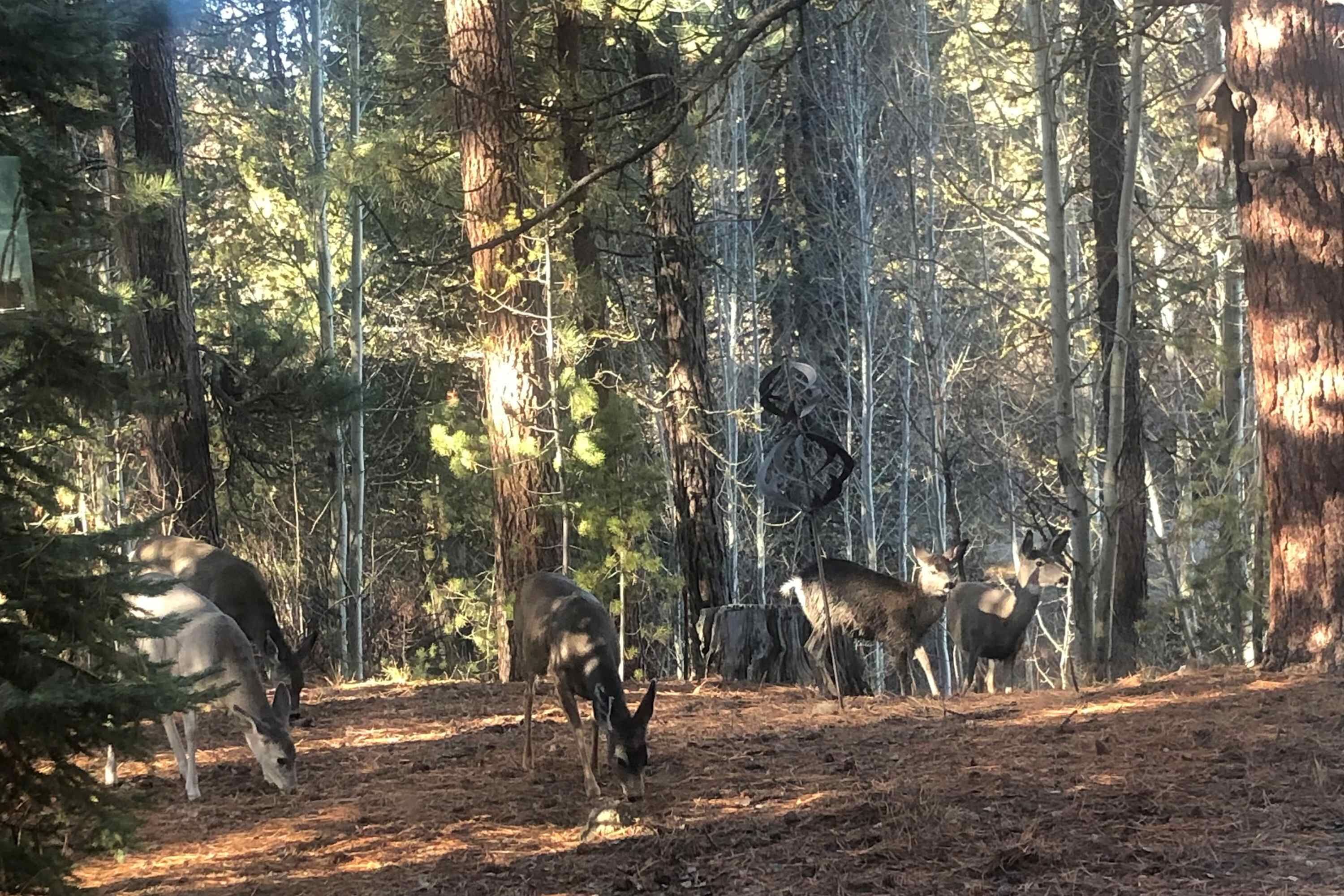 Une zone boisée où l’on peut observer des cerfs en train de paître.