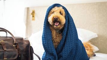 En hund pakket ind i et tæppe på en seng med en kuffert og en væg med et nummer.