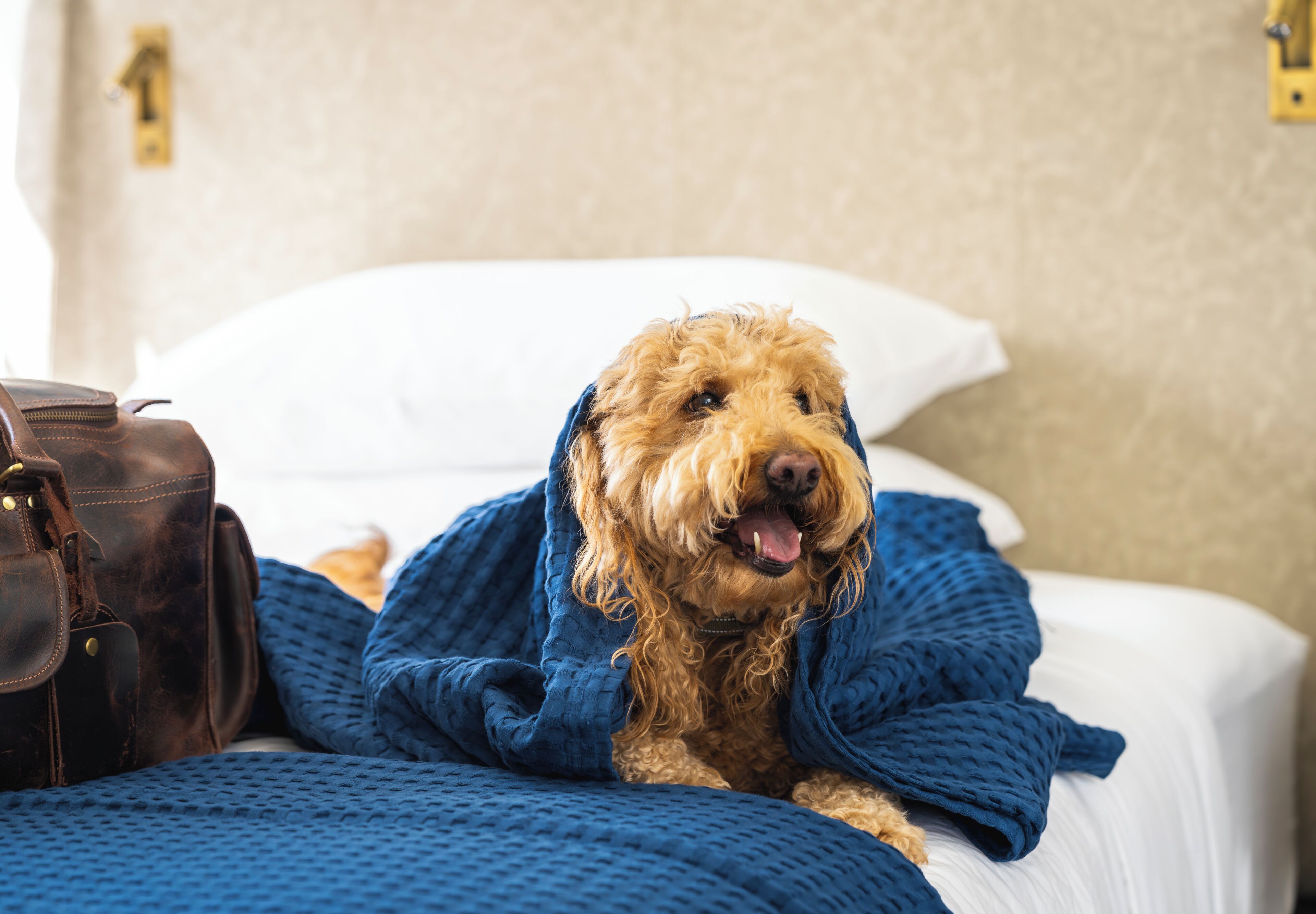 Un chien allongé sur un lit, avec une couverture bleue, un sac en cuir marron et un oreiller blanc.
