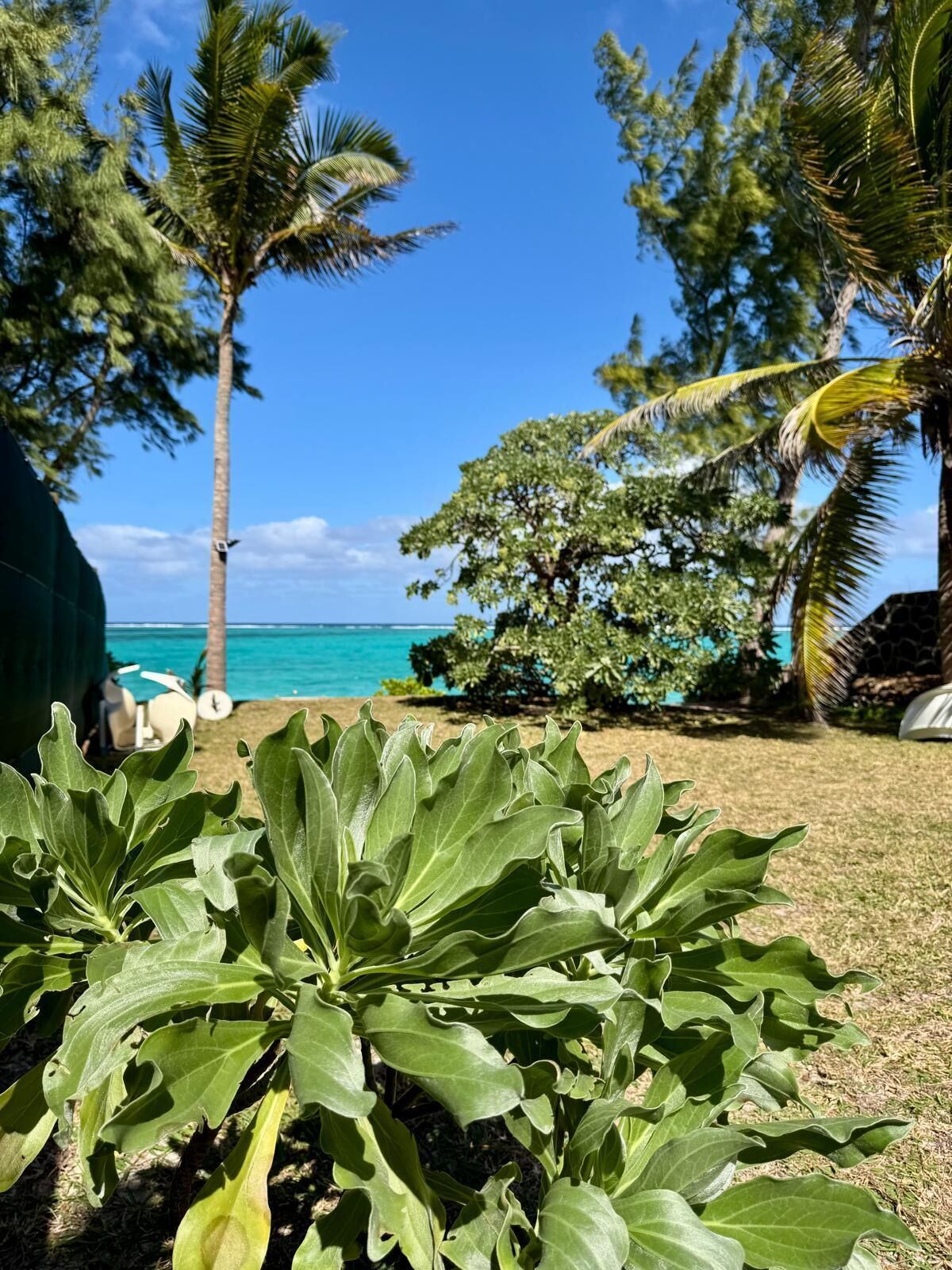 A tropical garden with a view of the ocean and palm trees.
