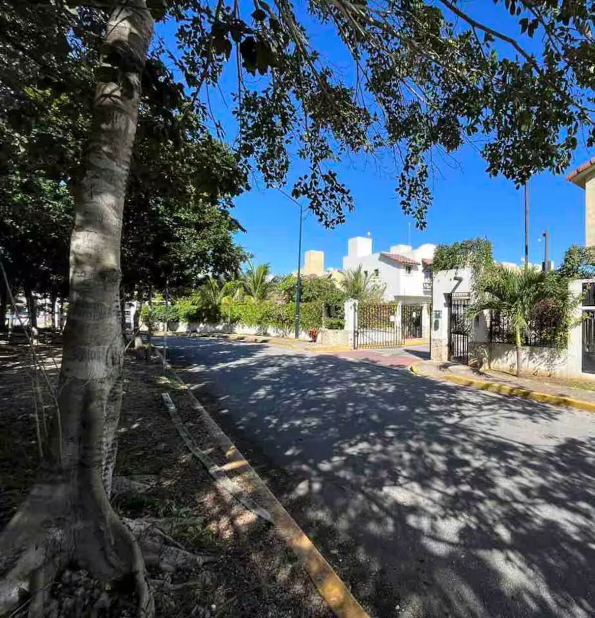 A tree-lined street with a clear blue sky.