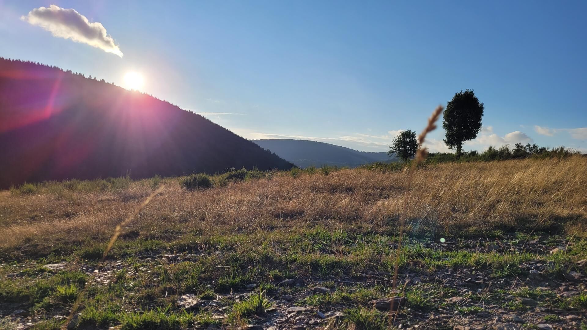 Un paysage naturel caractérisé par un ciel dégagé, une colline baignée de soleil et un arbre isolé.