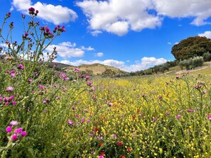A field of wildflowers with a clear blue sky and distant hills. - Villa El Desbarbado (Montefrío)