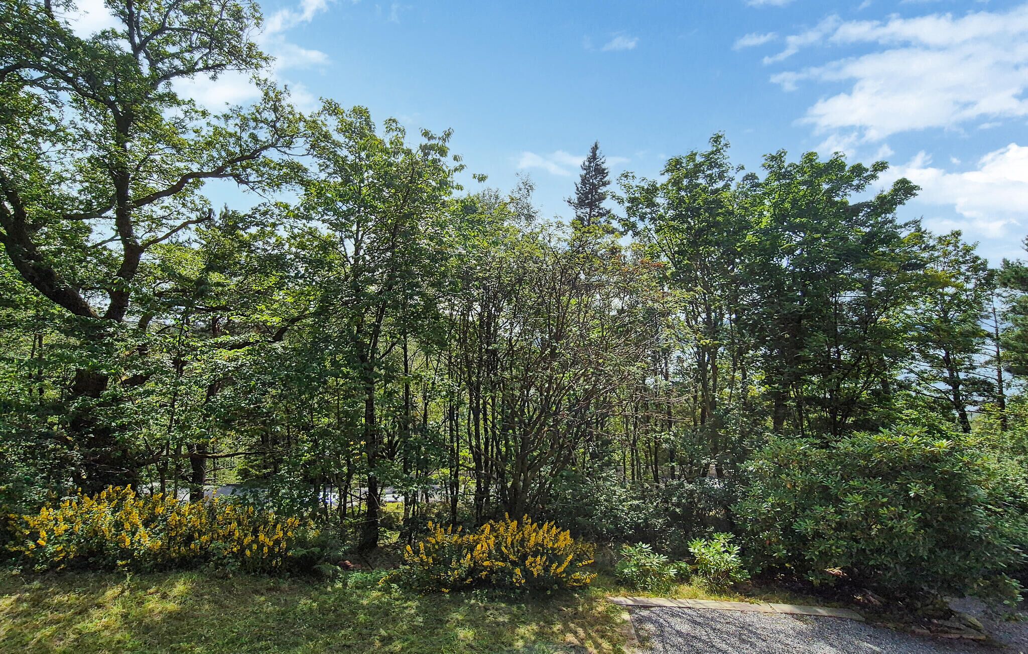 A forested area with a gravel path.
