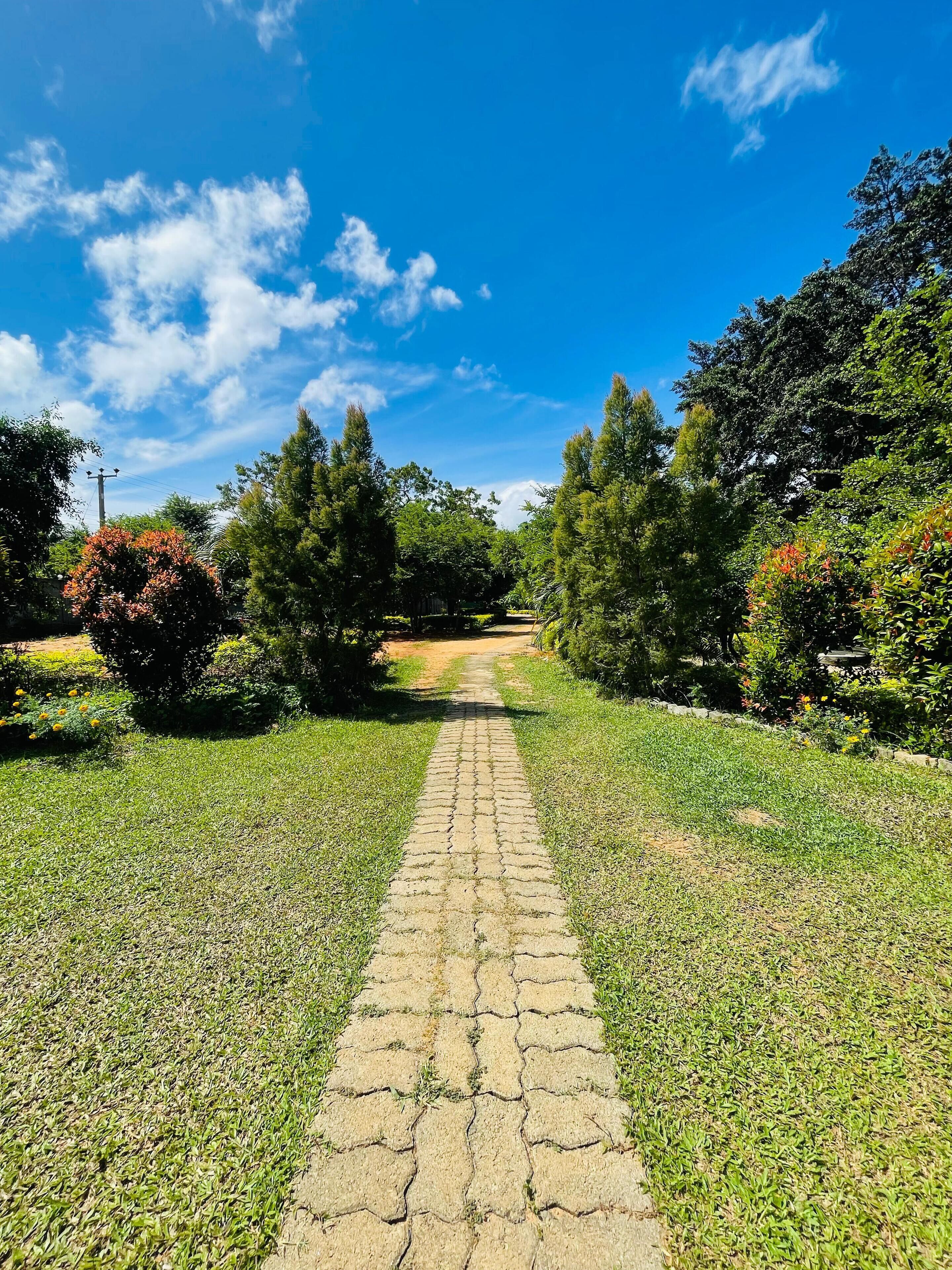 A paved pathway leading through a park with trees and shrubs on either side.