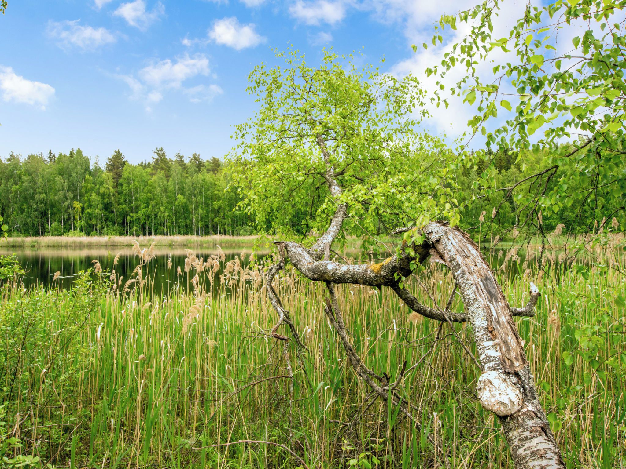 A natural landscape with a body of water, dense greenery, and a tree with a twisted trunk.