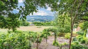 A garden with a variety of plants and a path leading to a wooden structure. - Modern Snitton Cottage & Gardens (Snitton)