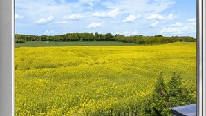 On aperçoit, à travers une fenêtre, un champ de fleurs jaunes, un ciel dégagé et une forêt au loin.