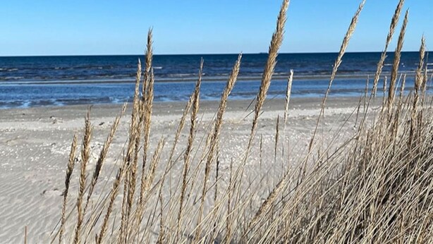 Une plage de sable avec des vagues, et de hautes herbes au premier plan.