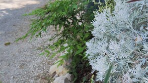Una casa con vialetto sterrato, patio e giardino con diverse piante.