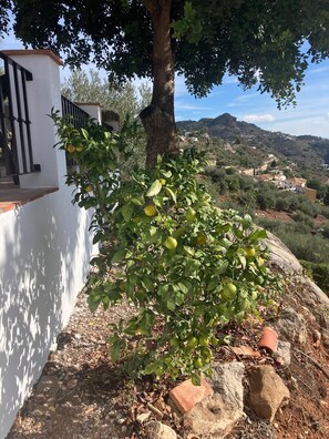 Un árbol con hojas verdes y frutos amarillos, una pared blanca con barandilla negra y una ladera rocosa con edificios al fondo.