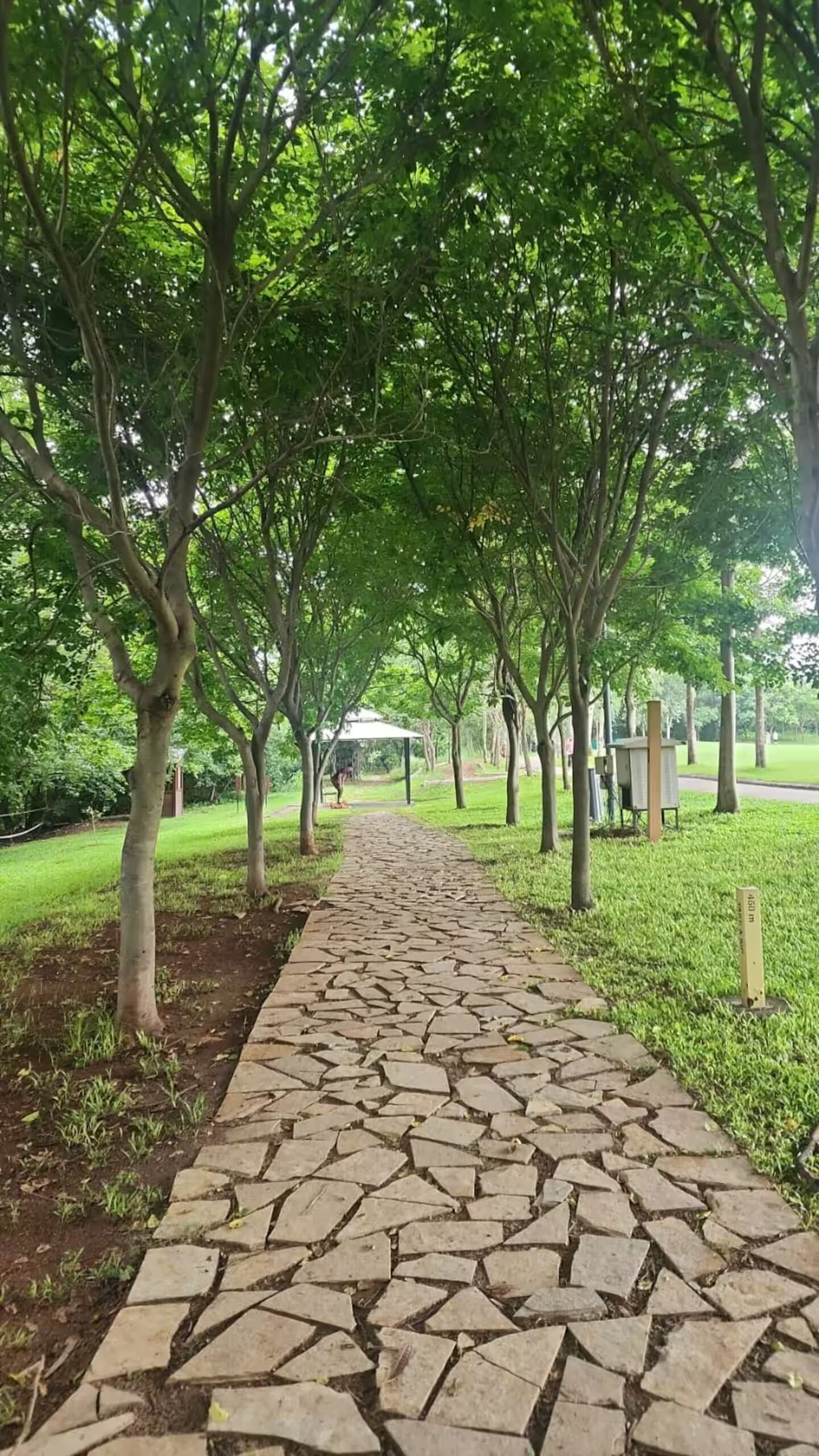 Un sendero de piedra bordeado de árboles en un parque.