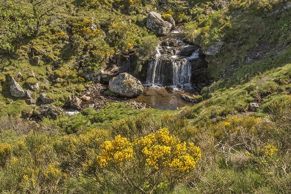 A natural landscape with a waterfall, rocky terrain, and yellow flowering shrubs.