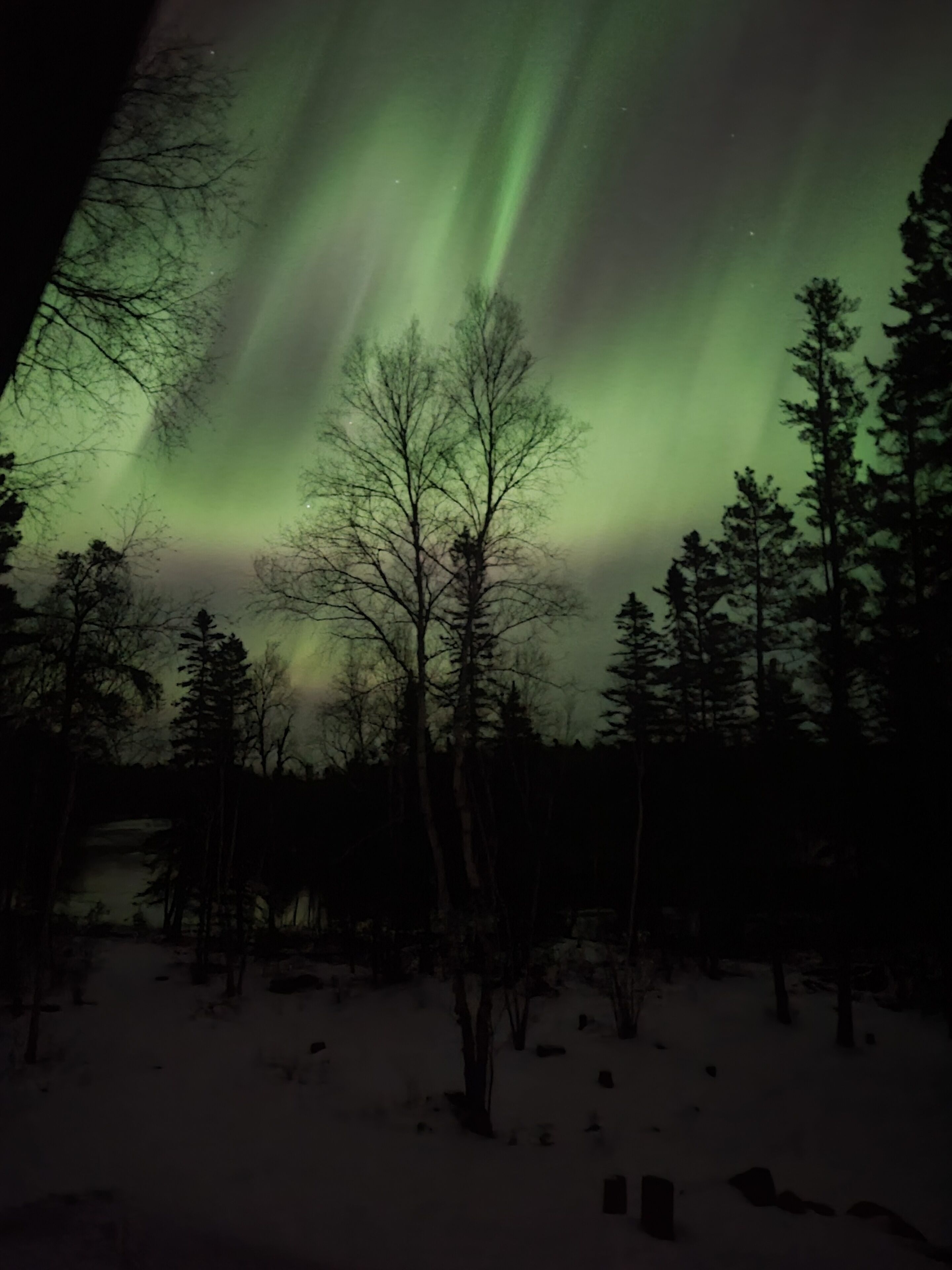 Une forêt enneigée offrant une vue sur les aurores boréales.