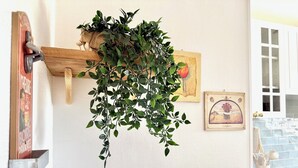 A kitchen with a hanging plant, a wooden shelf, and a framed picture on the wall. - Chez Grand-Mère unique experience, close to the center, free parking (Metz)