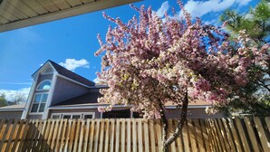 A house with a wooden fence, a clear blue sky, and a tree with pink blossoms. - In the heart of Durango (Durango)
