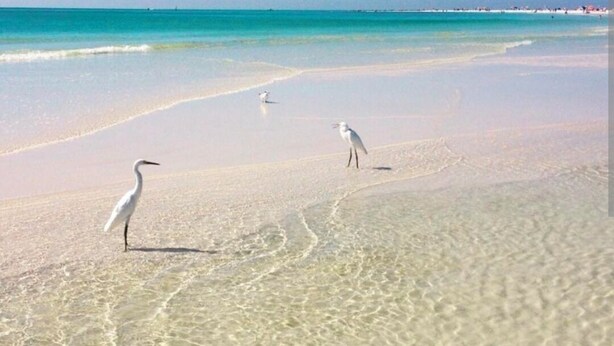 A beach with clear turquoise water and white sand. - Peaceful Venice Home: Minutes to Multiple Beaches & Scenic Trails (Venice)