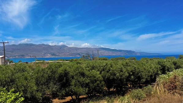 A coastal landscape with olive groves, a clear blue sky, and distant mountains.