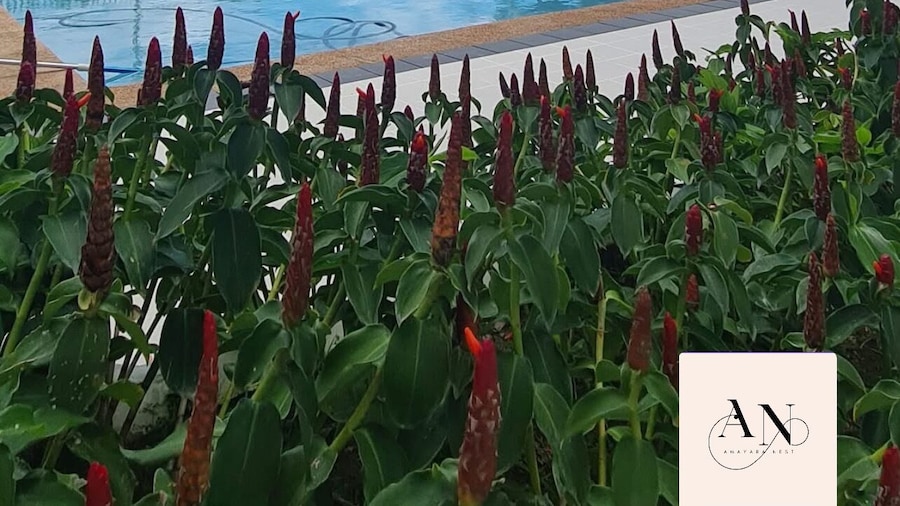 Amayara Nest Hospitality两卧室公寓