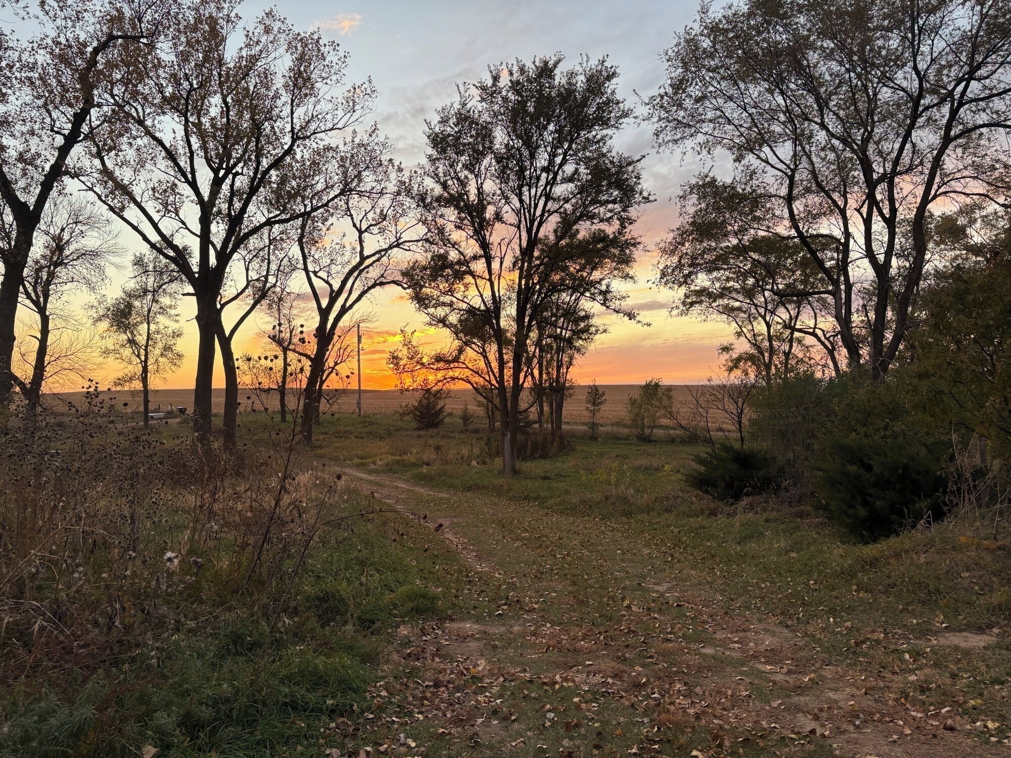Paisagem natural com árvores e uma trilha de terra em direção ao pôr do sol.
