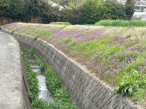 Miscellaneous - A Japanese garden where you can enjoy nightly illuminations and JAPANDI styles. (さぬき市志度)