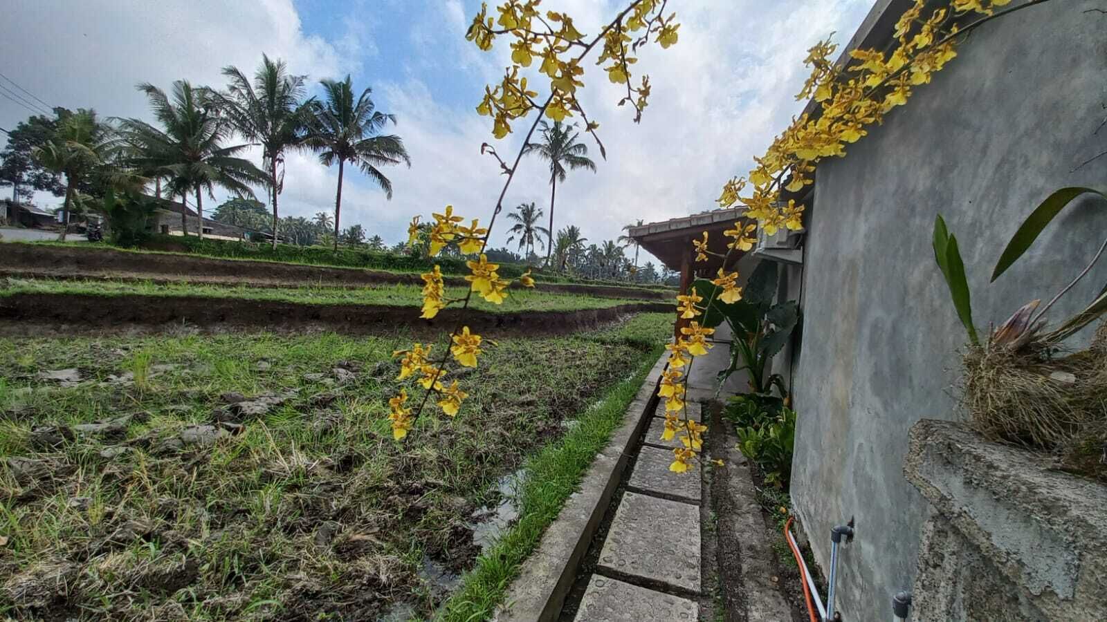 双人房, 公园景观 | 花园景观