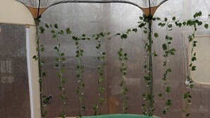 Een binnenzwembad met helder water, omringd door muren met klimplanten.