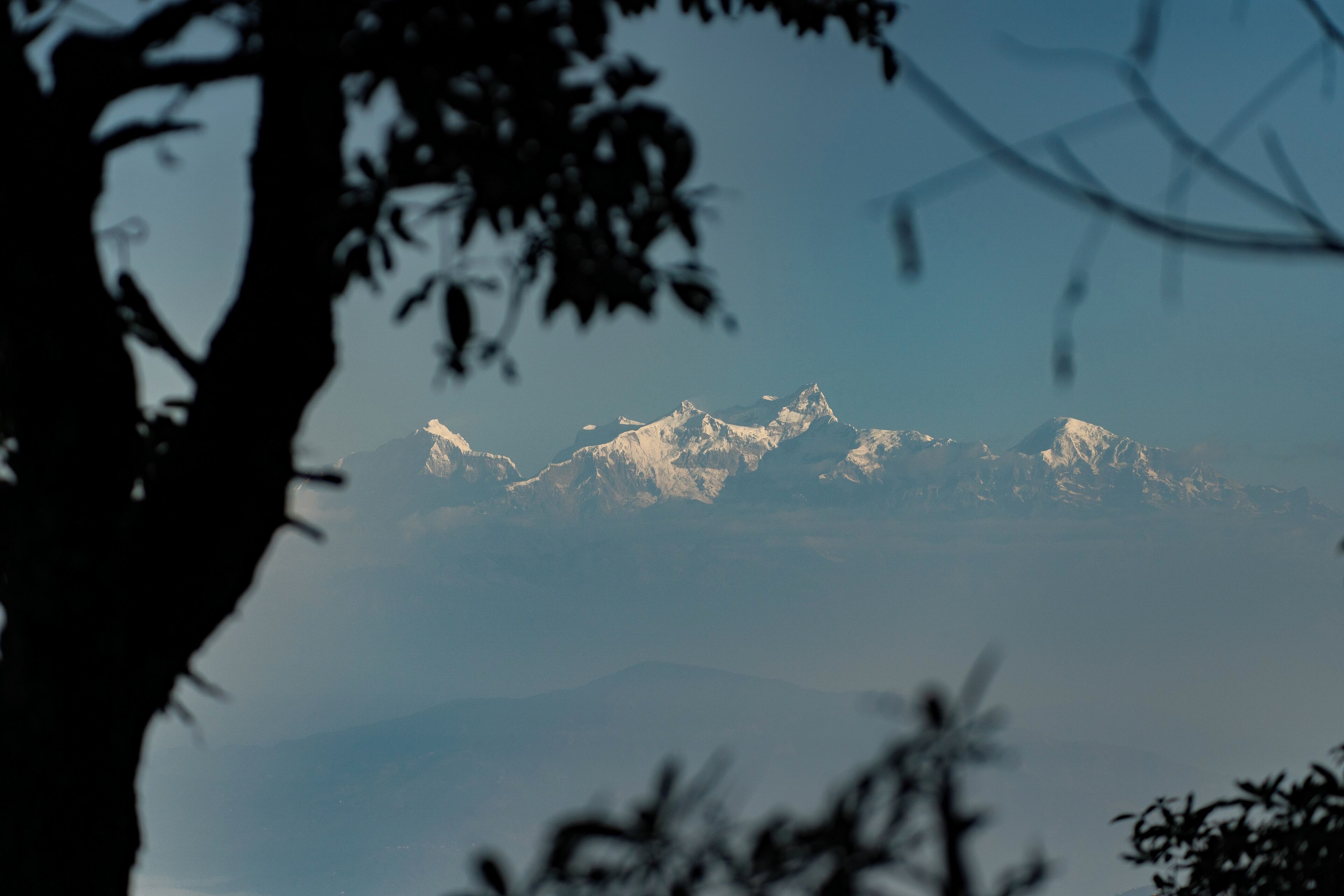 Cordillera con picos nevados, vista entre ramas de árboles.