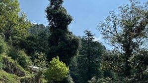 A person walking on a rocky path surrounded by greenery. - Tranquil Trails Naddi SunRise  (Dharamshala)