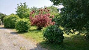 A gravel path leading through a garden with various shrubs and trees, including a prominent red flowering tree.