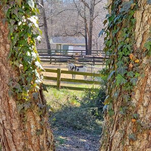 Property grounds - Private & Peaceful w/Hot Tub, Fireplace, Popcorn Machine. 15 Mins to Everything (Summerfield)