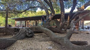 Massive 'split' oak tree at Rec Center - Two six-bedroom Guest Houses with shared kitchen, dining area, living room area (Mason County)